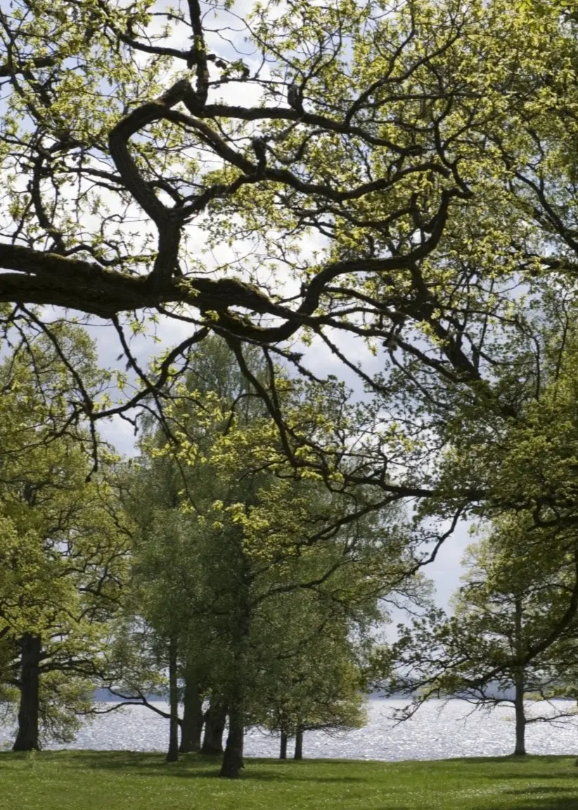 I början av 1800-talet krävs det 3 000 ekar för att bygga ett skepp för den svenska flottan. 