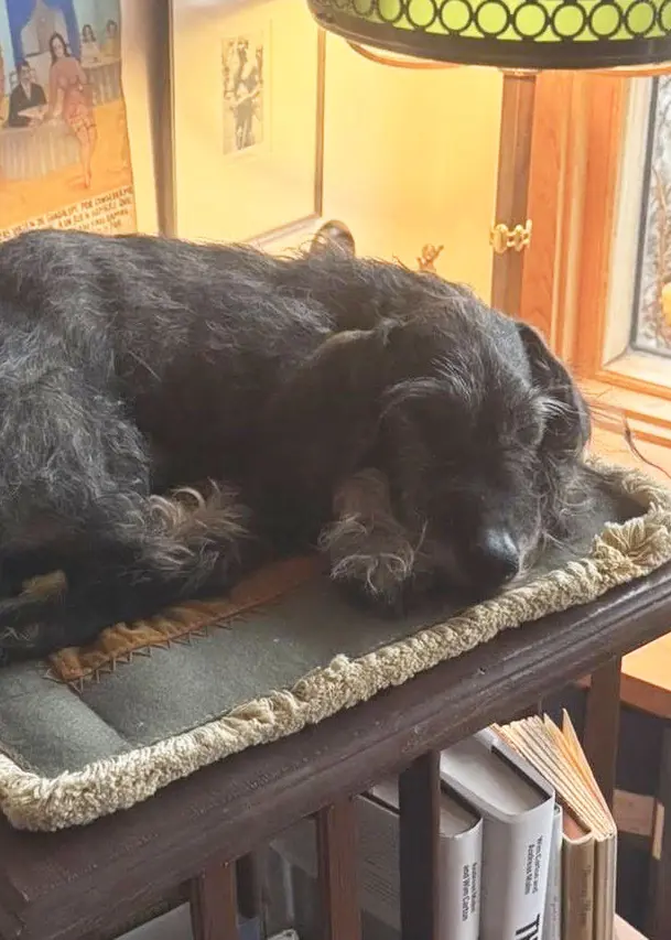 En uppstoppad tax, Bertil Hallin, ligger på en möbel i ett hem fyllt med konstverk, böcker och prydnadsföremål. Ett fönster släpper in naturligt ljus.