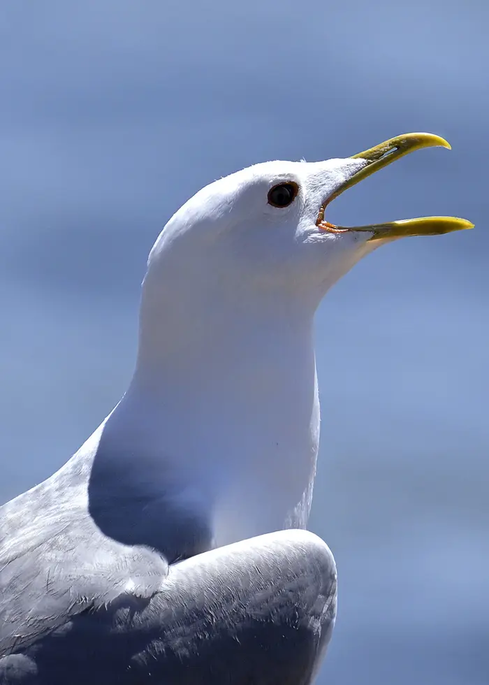 En person i en blå stickad väst med vita molnmönster håller en vitmålad prydnadsmås i händerna. Bakgrunden visar en bokhylla och ett fönster med vita gardiner.