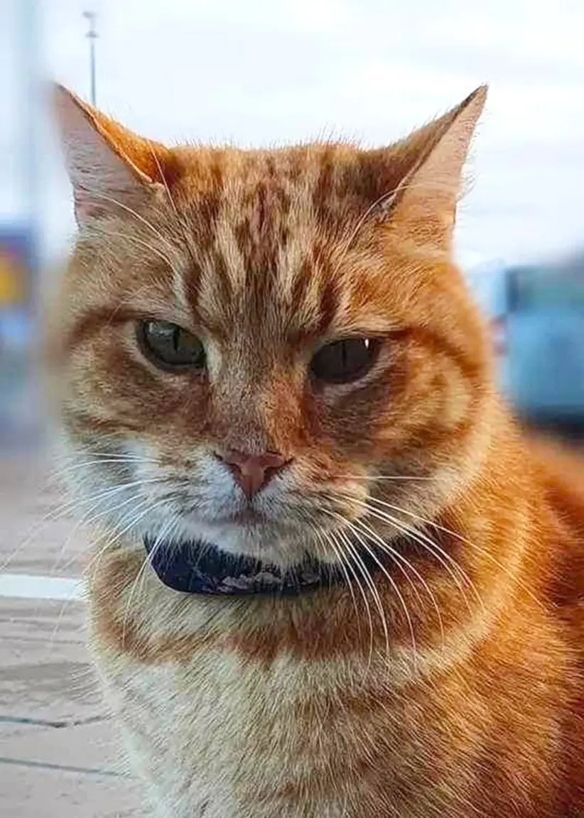 Närbild på den röda stora katten Lasse. Han sitter på köpcentrets parkering. 