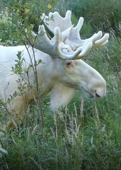 Den vita älgen som kallas Ferdinand.