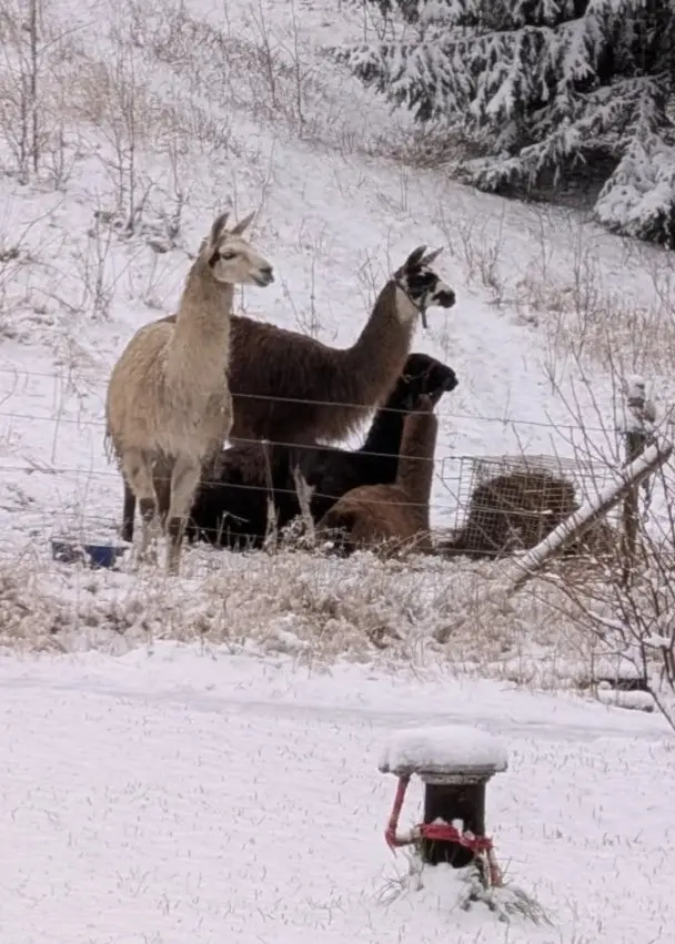 Två bilder sida vid sida: till vänster en hand som jämför storleken med ett stort klövavtryck i snön, till höger fyra lamadjur som står i ett snötäckt landskap.