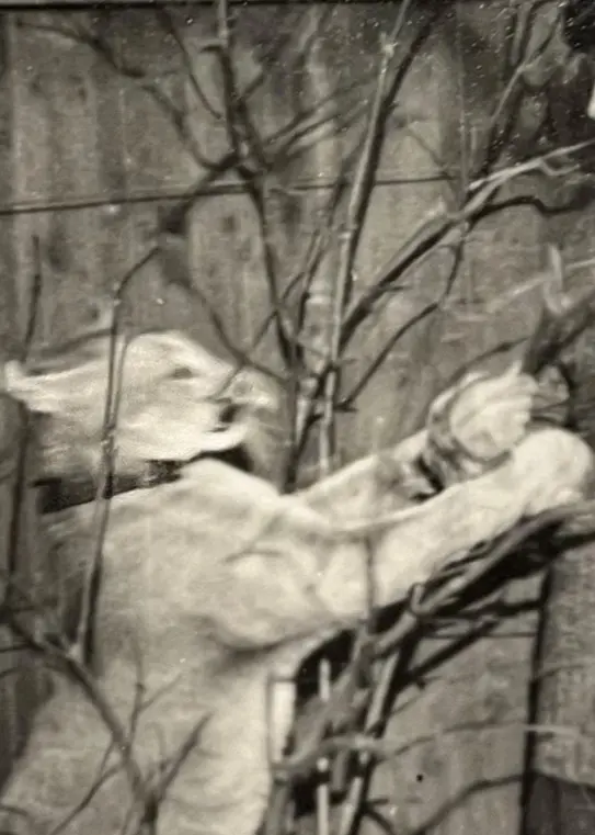 Doktor Alling och puman Bob i trädgården 