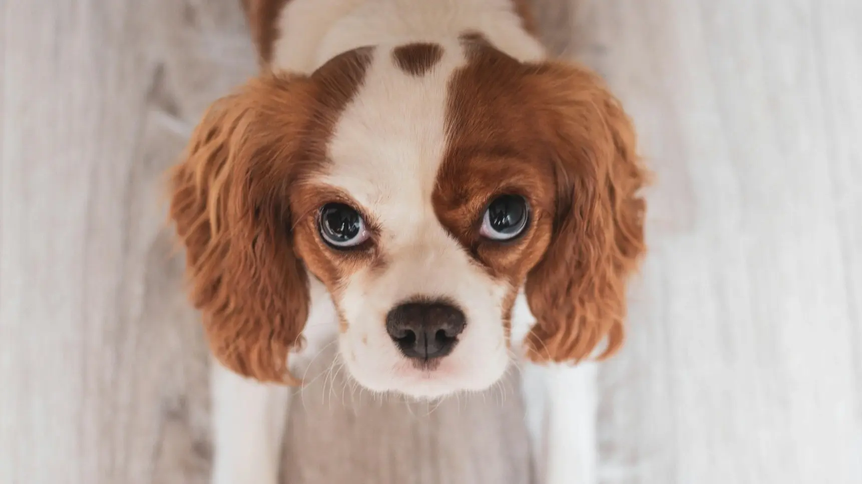 En närbild på en Cavalier King Charles Spaniel med vit och brun päls som tittar rakt in i kameran. Hunden står på ett ljust trägolv och framhäver sina stora, uttrycksfulla ögon.