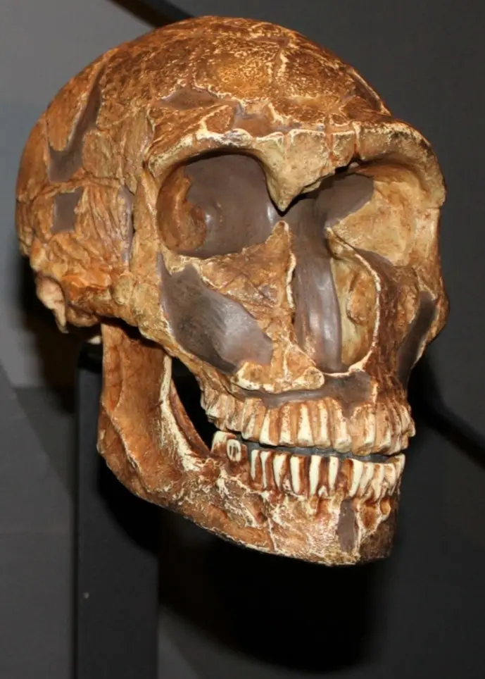 Avgjutningar av ett kranium av en modern människa och en neandertalare.