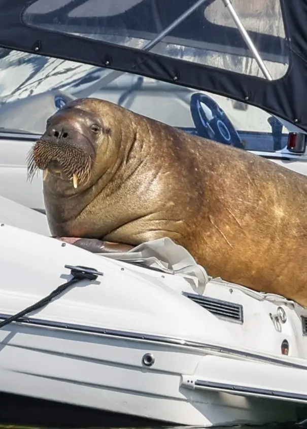Freya ligger och solbadar i en marina i Oslo. Foto: Tor Erik Schrøder/TT