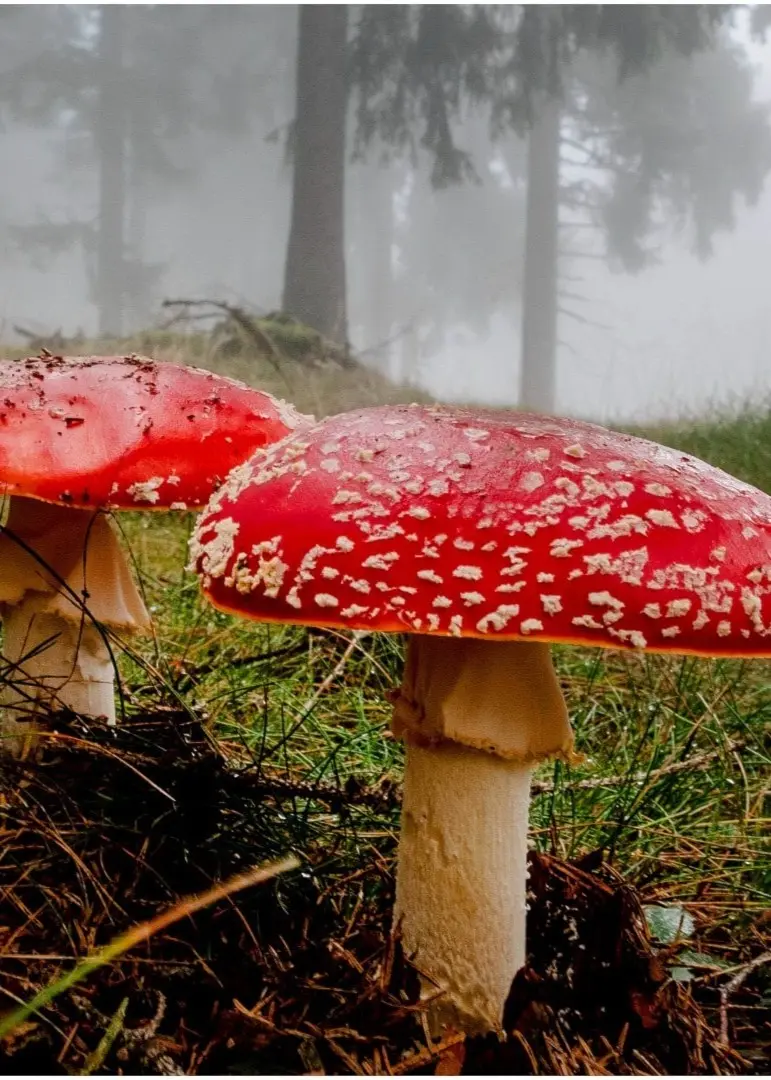 Kollage med en bild på röda flugsvampar med vita prickar i en dimmig skogsmiljö till vänster, och en porträttbild enhetschefen Adli Assali på Folkhälsomyndigheten.