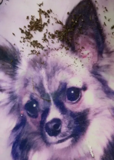 Grav på Kaknäs djurkyrkogård i Stockholm. Foto: Stefan Nordberg