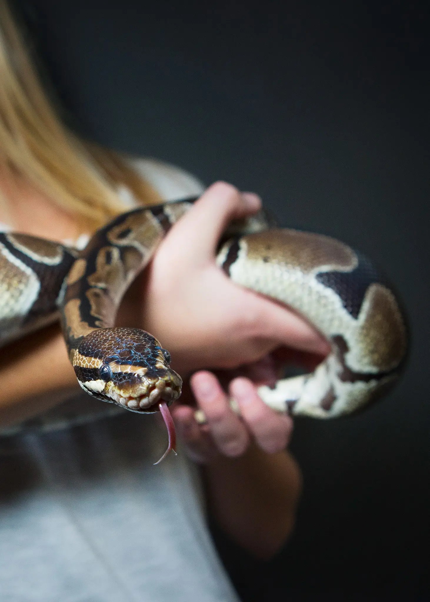 En närbild på en majsorm, även kallad röd råttsnok, som hålls i en persons hand. Ormen är orange med mörka fläckar och är inte giftig eller farlig.