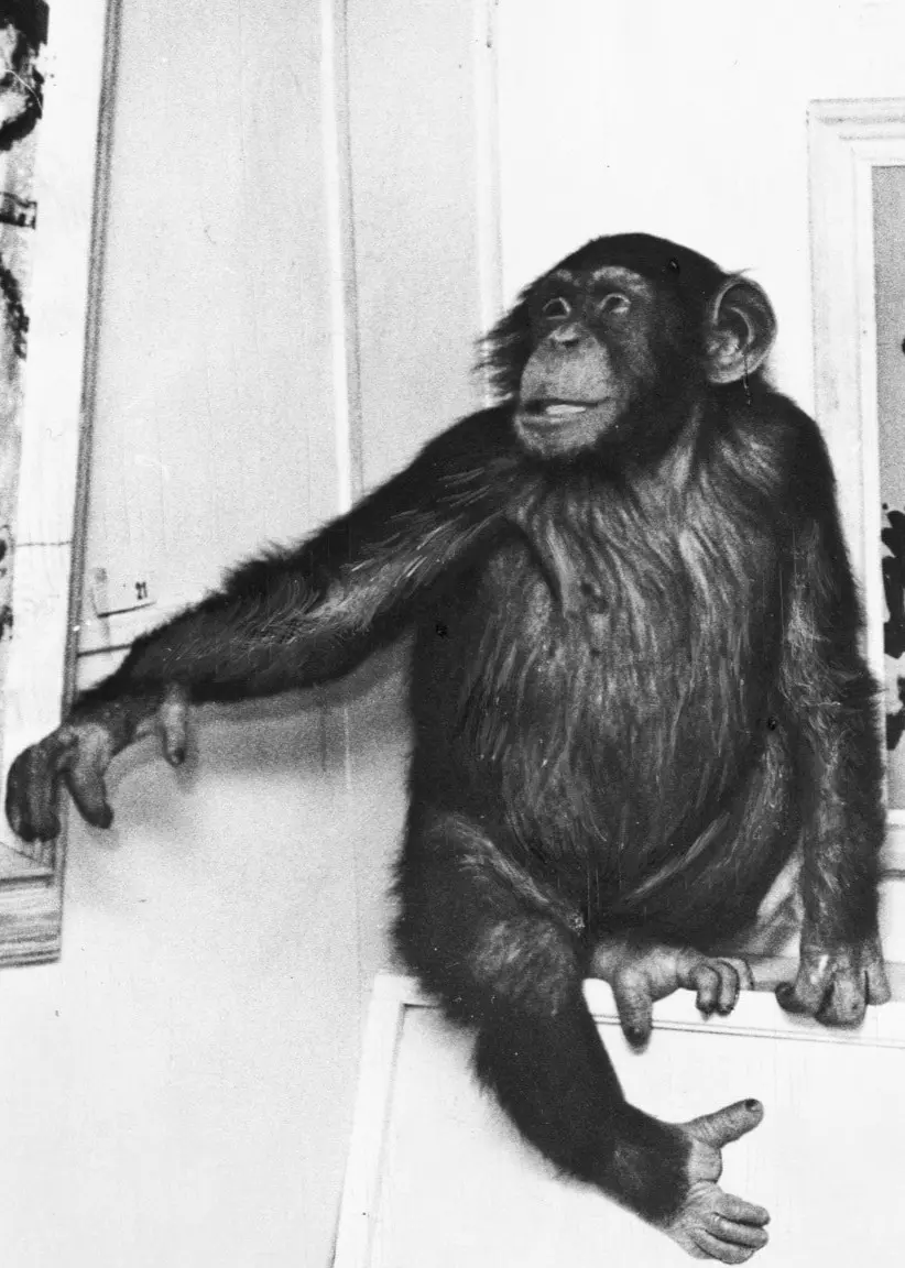 Apan Peter sitter mellan två av hans egenhändigt målade tavlor. Svartvit bild.