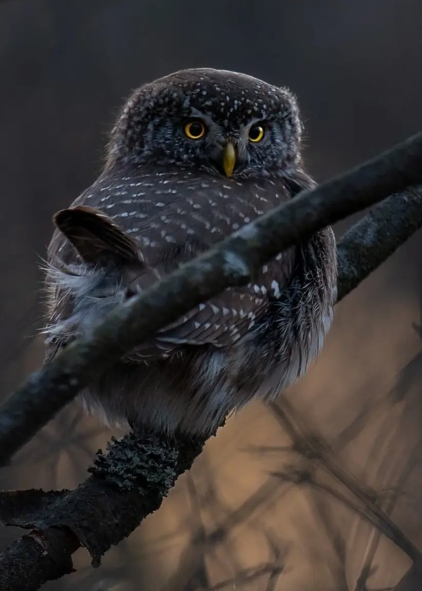 En sparvuggla sitter på en gren i mörk skogsmiljö, omgiven av dämpat ljus som skapar en mystisk atmosfär. Fjädrarna är tydligt synliga och fågeln blickar framåt med skarpa ögon.