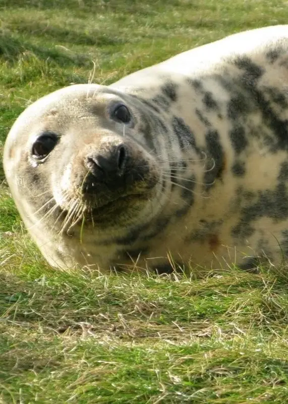 En gråsäl ligger på gräs med en fläckig päls och tittar mot kameran. Den dias av en unge.