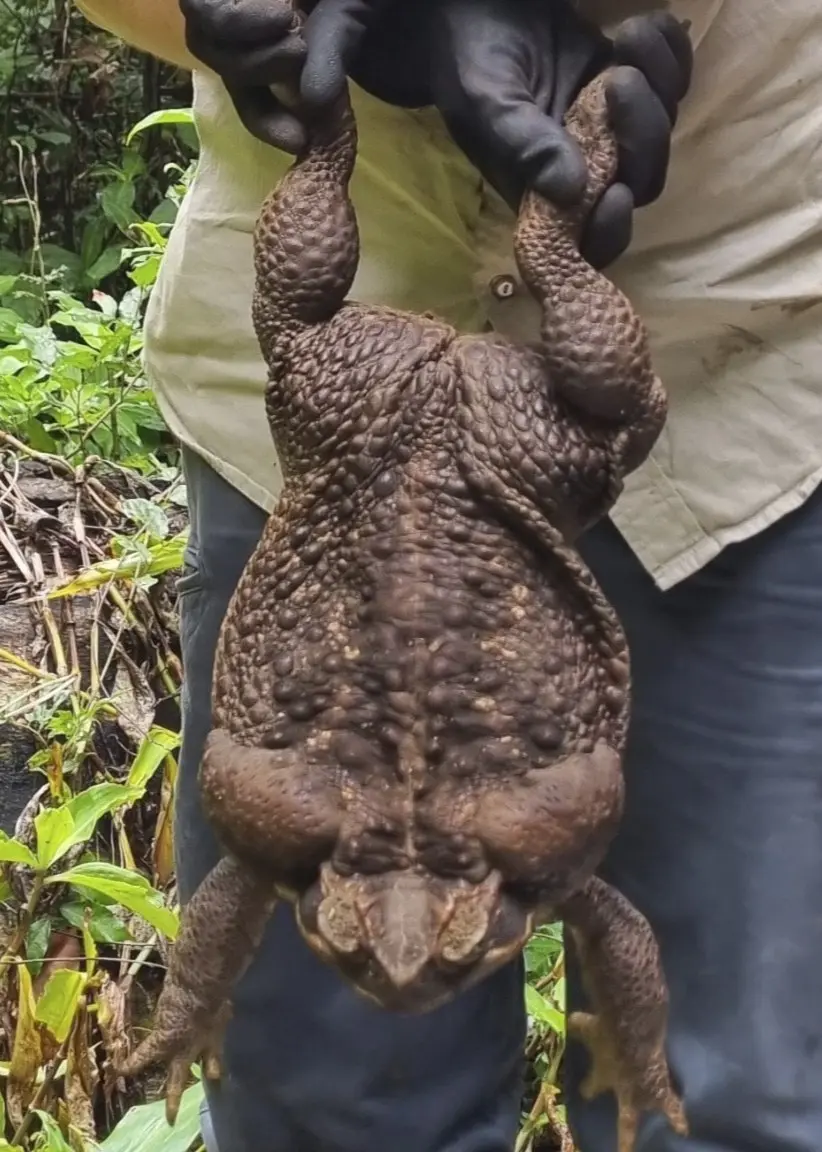 En person håller upp en stor padda.