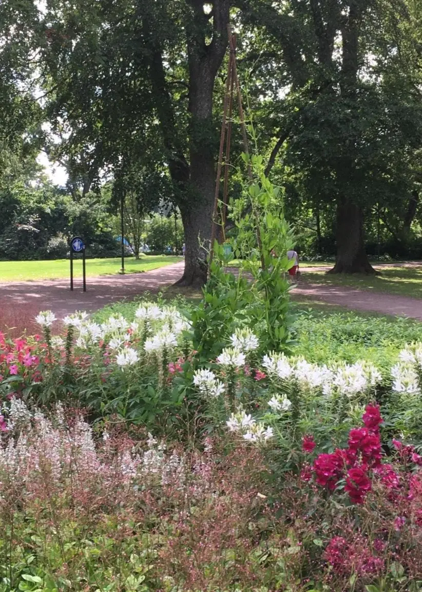En färgrik blomsterrabatt i Stadsparken i Uppsala, med stora lövträd och gräsmattor i bakgrunden. 