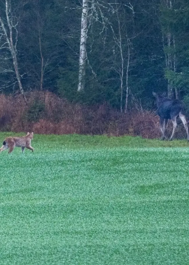 Ett öppet fält med ett rådjur i förgrunden, ett lodjur i mitten och en älg nära skogskanten i bakgrunden. Skogen består av täta, mörka träd och en grön gräsyta breder ut sig framför den.