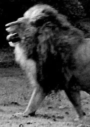 Ett svartvitt foto på ett lejon med öppen mun och en man i vita badbyxor som sitter på gräsmattan och tar sig för ryggen.