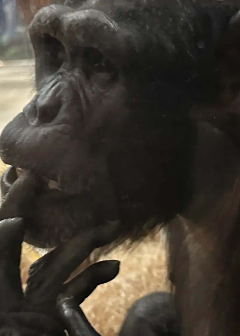 Närbild på en schimpans med ena handen mot munnen, bakom glas i en djurpark. I bakgrunden syns strå.