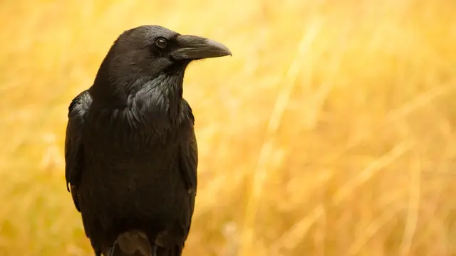 Programbild för Naturmorgon