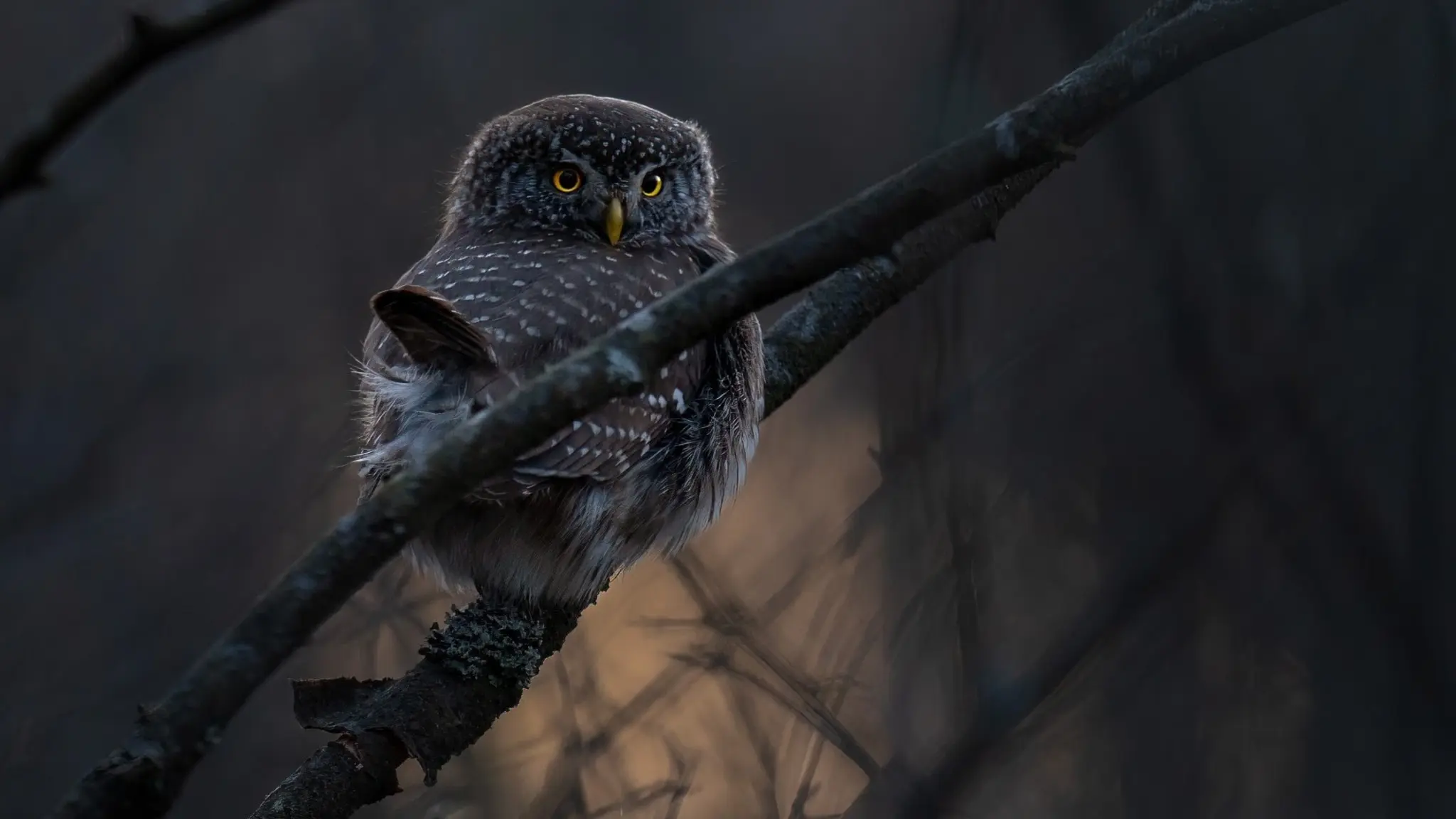 En sparvuggla sitter på en gren i mörk skogsmiljö, omgiven av dämpat ljus som skapar en mystisk atmosfär. Fjädrarna är tydligt synliga och fågeln blickar framåt med skarpa ögon.