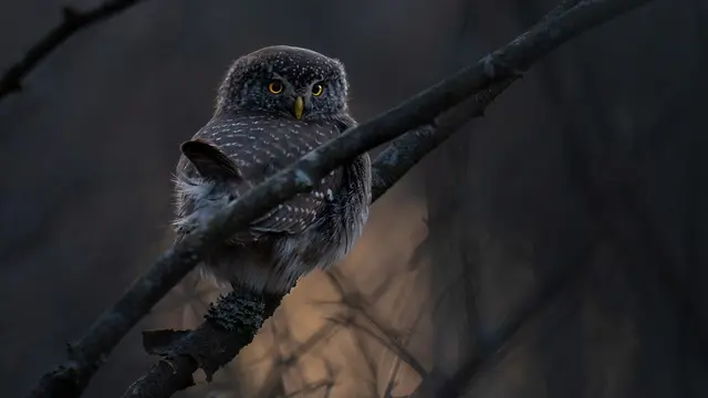 November kan vara en fin tid att möta på sparvugglan.