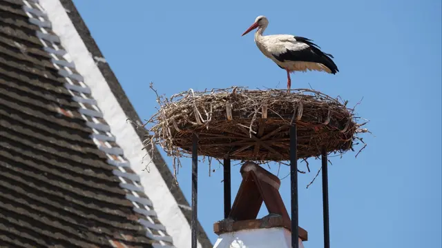 En vit stork på sitt bo som storkföreningen byggt över en av stadens många skorstenar.