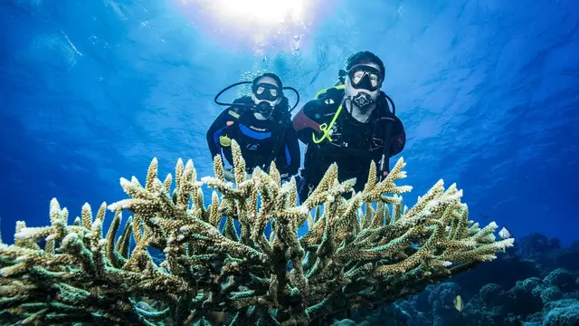 David Wachenfeld och hans dotter dyker på Stora Barriärrevet i Australien.