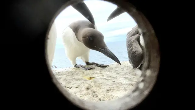 Närbild på en sillgrissla genom ett runt hål, placerad på en klipphylla på Stora Karlsö, Sveriges enda fågelberg, där tusentals sillgrisslor häckar och forskare studerar dem.