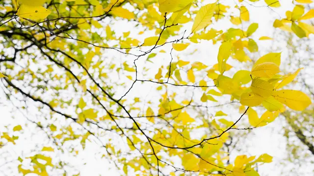 P4 specialprogram-programbild