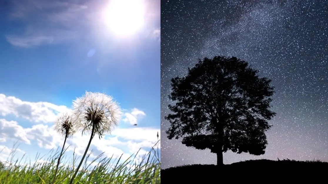 Bild som symboliserar kontrasten mellan dag och natt. Den vänstra sidan visar en solig dag med maskrosor på en grön äng, medan högra sidan visar en stjärnklar natt med ett ensamt träd på en silhuett.