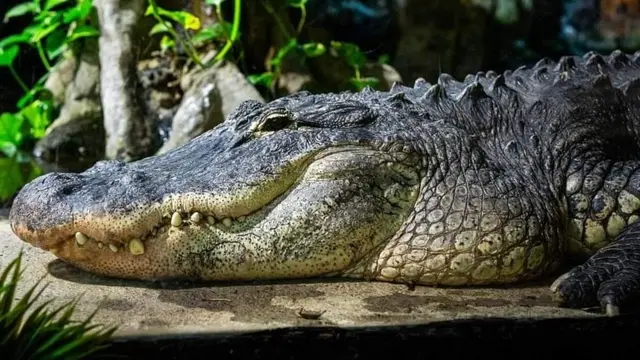 Krokodildjur har väldigt bra hörsel och kan återskapa sina sinnesceller så att de slipper höra dåligt.. Här alligatorn Moh på Kolmårdens Tropicarium.