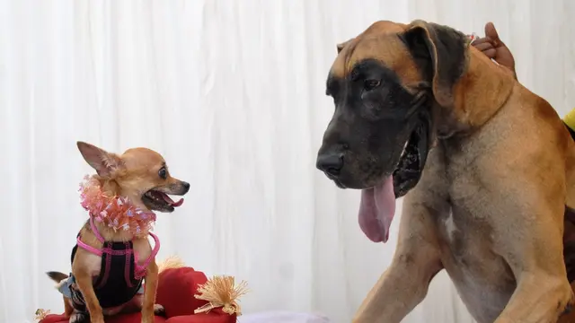 Båda är hundar. Hur blev de så olika?