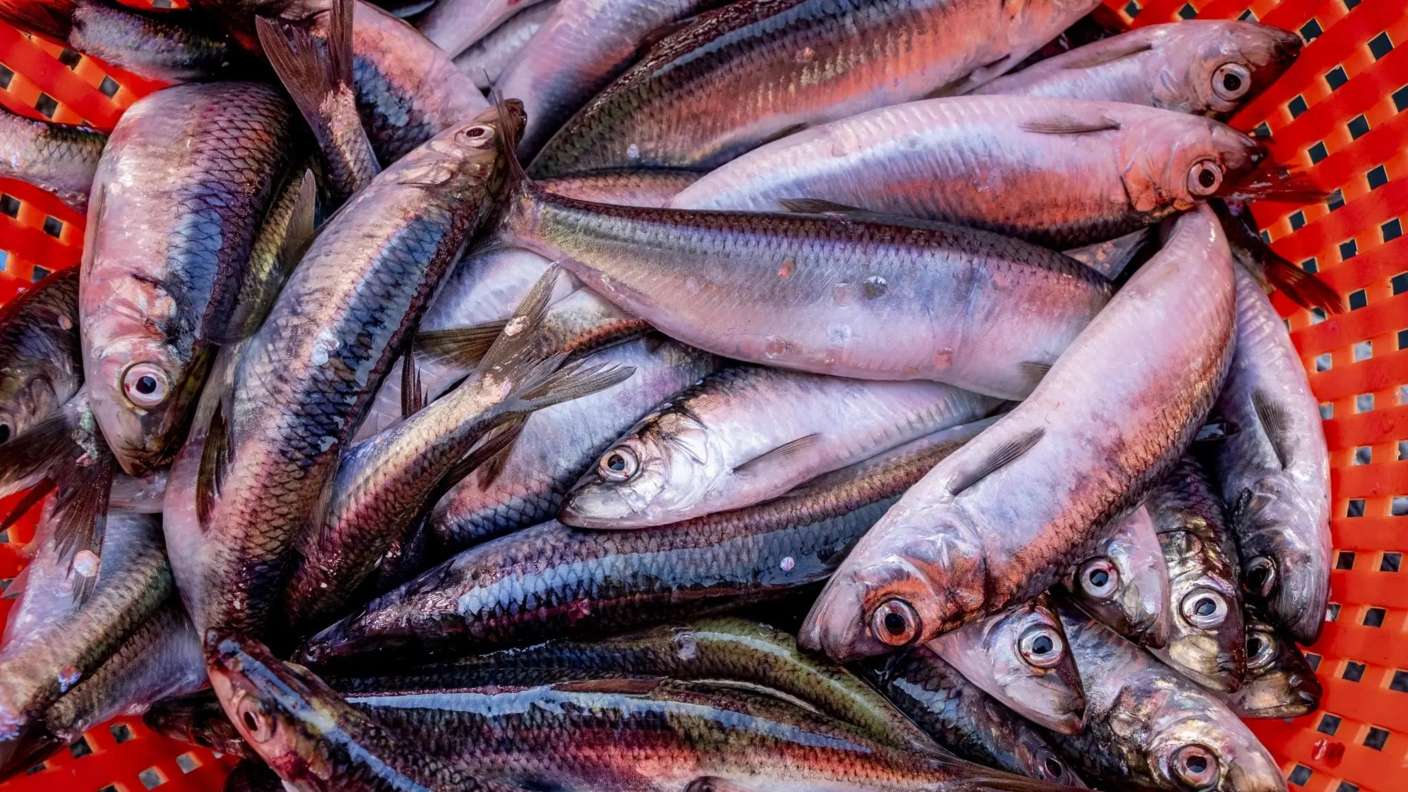 Sillar ligger i en röd korg.