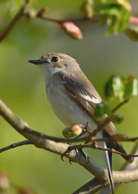 Mästerverken med Johan Korssell och Clara Törnvall 