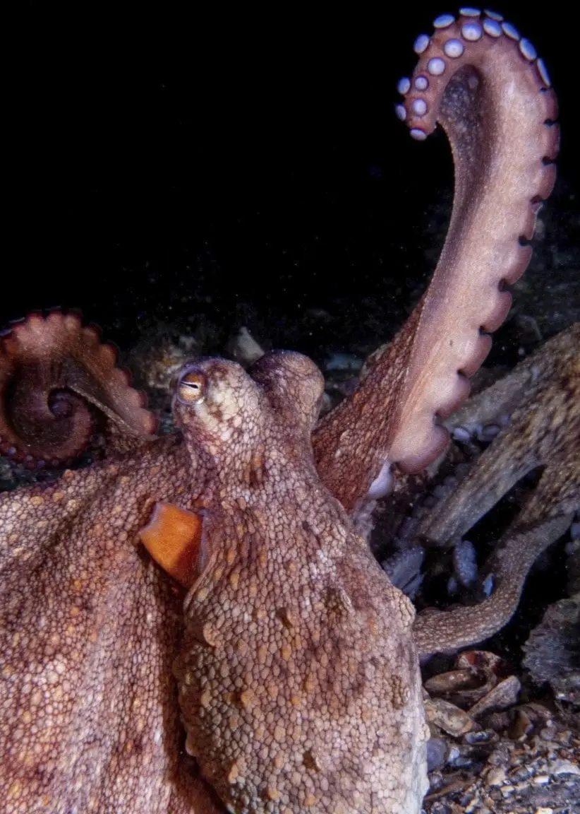 En bläckfisk på havsbotten som höjer ena armen i vattnet.