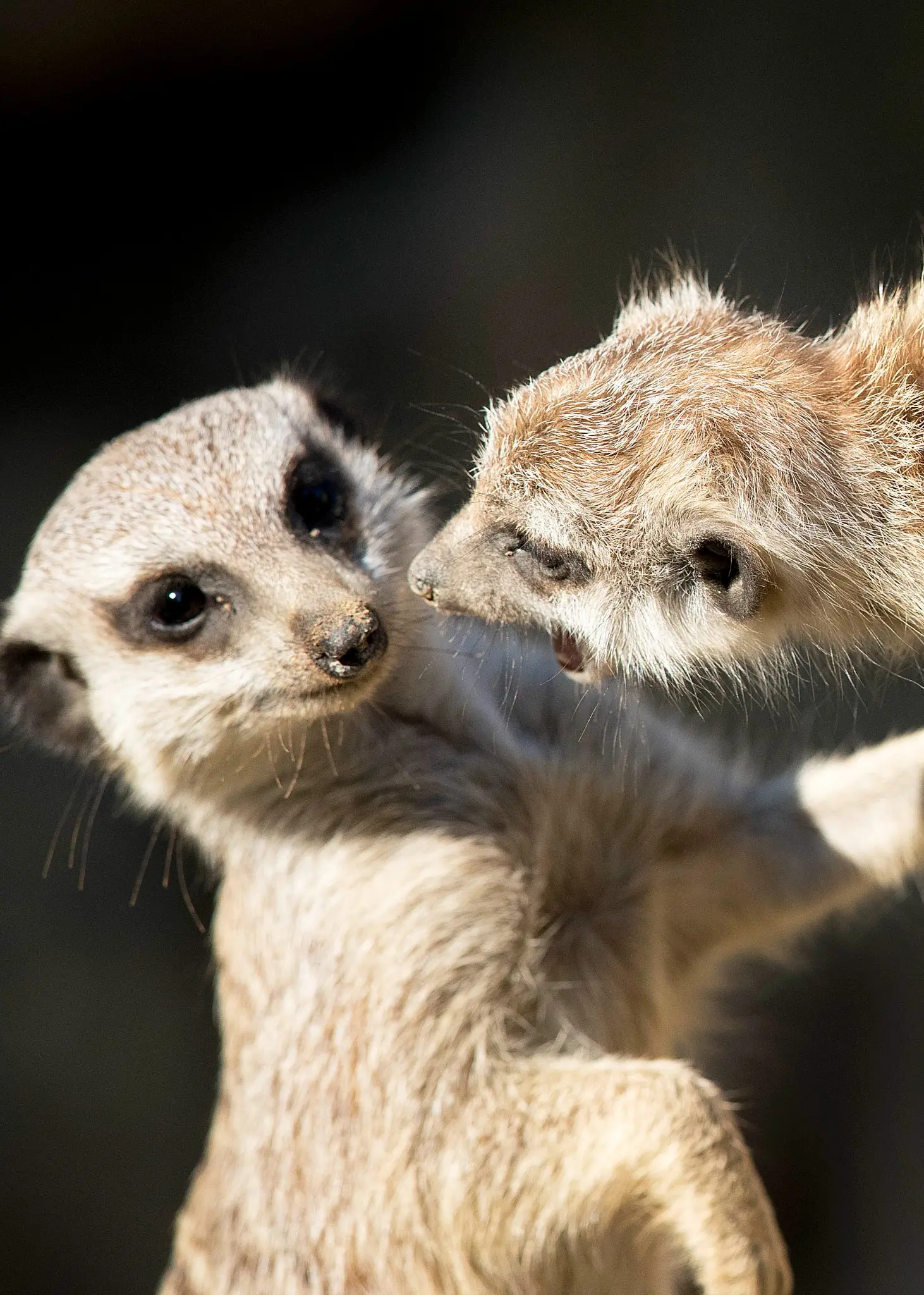 Ett par håller händerna.