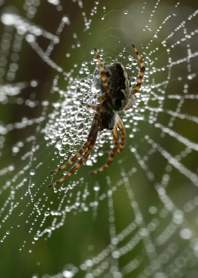 En spindel sitter i centrum av sitt nät täckt av vattendroppar, omgiven av skogsmiljö med gröna bakgrundsfärger utanför Tallinn, Estland. Detaljerad närbild som visar naturens skönhet.