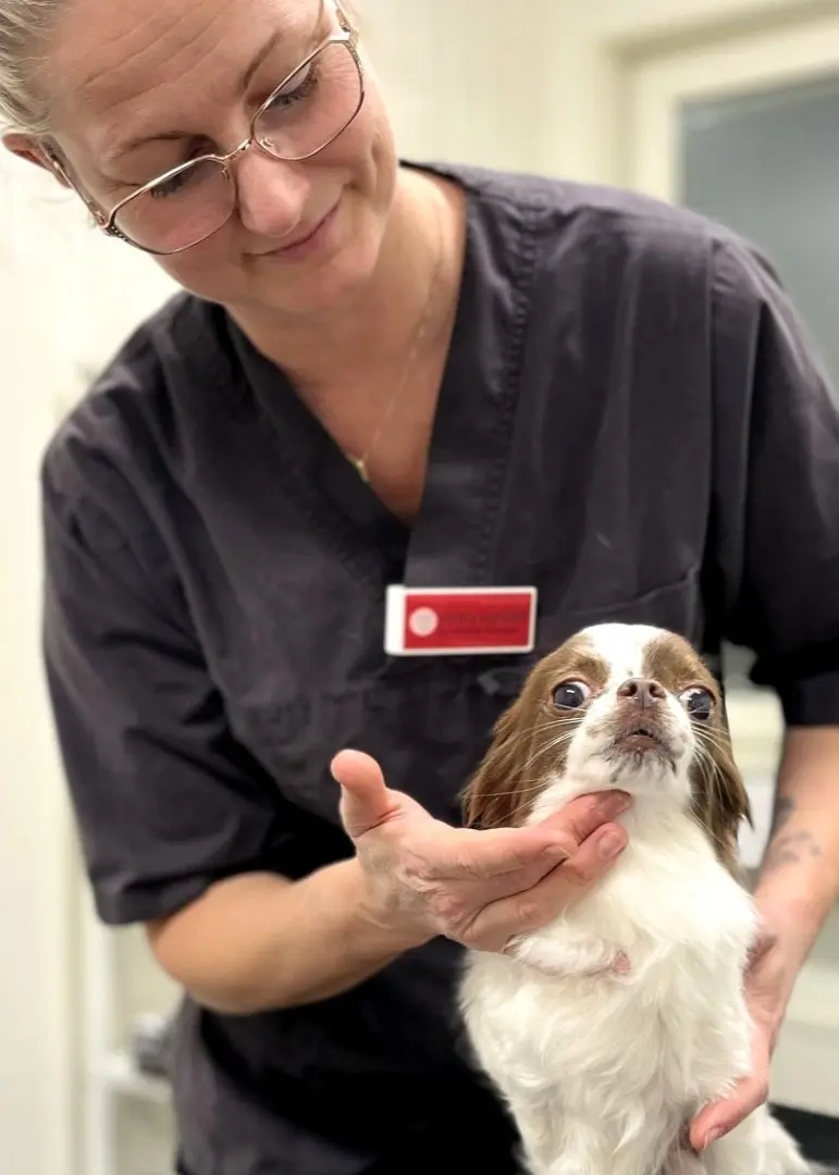 Veterinären Jenny Garland i Uppsala visar hur Heimlich-manövern kan utföras på en hund. Hon håller en liten hund i ett undersökningsrum med vit inredning.