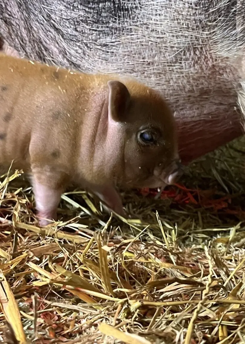 En brun smågris står nära sin sugga i en halmtäckt box på en bondgård. Halmen är spridd över golvet och suggans ben syns delvis i bakgrunden.
