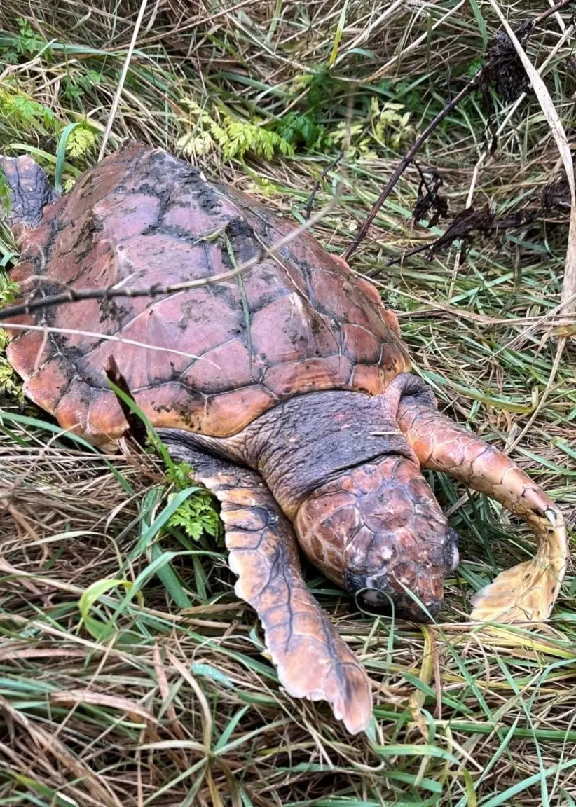 En bilddelning med en sköldpadda på marken bland gräs till vänster och en person framför en sjö till höger. Sköldpaddan ser ut att vara en alligator-snapping turtle.