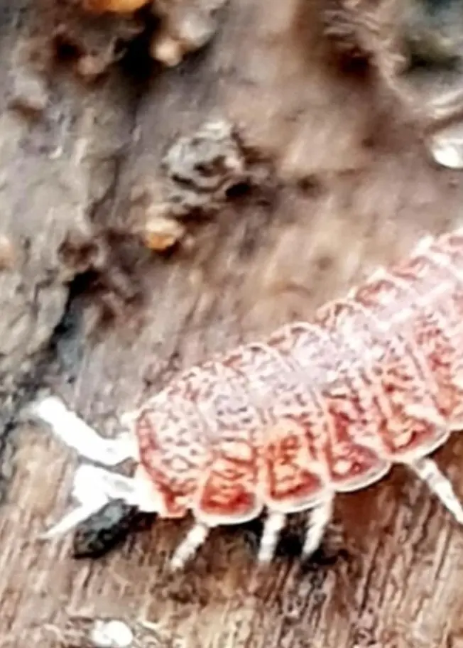 En närbild på en gråsugga som kryper på en träyta. Detaljer av dess segmenterade kropp och små ben syns tydligt. Bakgrunden består av trästruktur med jord och små partiklar.