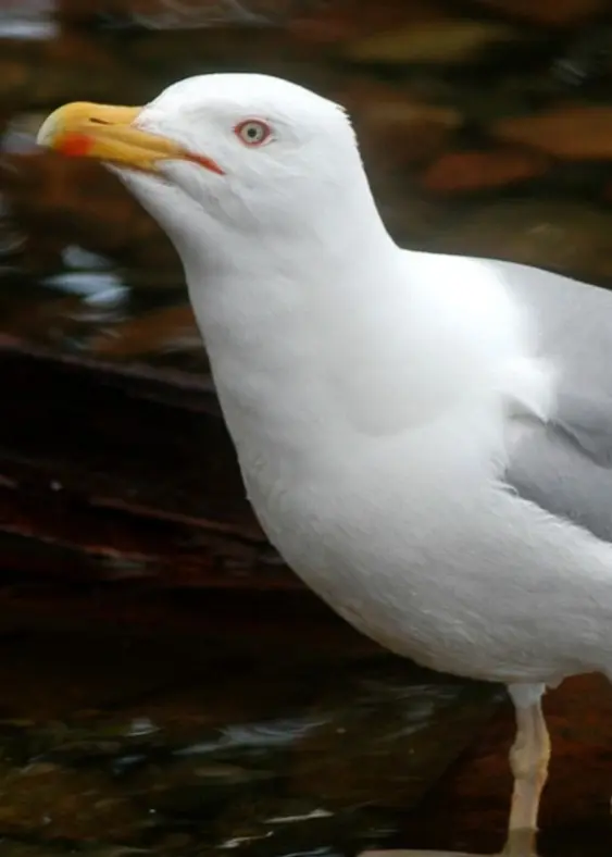 Kollage med en hand som håller pommes frites i en vit kartong till vänster och en gråtrut med orange näbb.