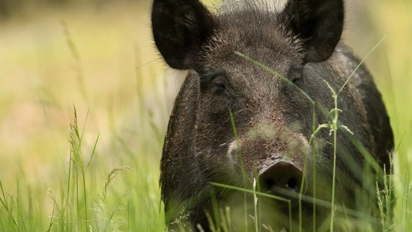 Ett vildsvin syns i närbild liggandes i högt gräs. Djuret har svart päls och spetsiga öron, omgiven av en grönskande natur.