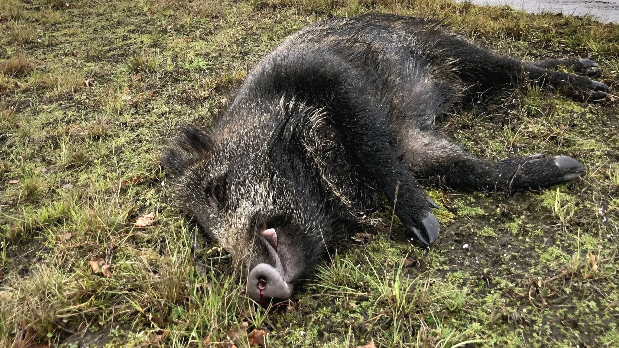 Ett påkört vildsvin ligger vid vägkanten.