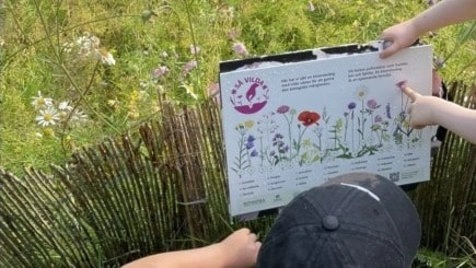 Barn i Västra Götaland deltar i projektet Så vilda, där de odlar blomsterängar. Bilden visar ett barn som studerar en plansch med blommor framför en äng med frodiga växter.