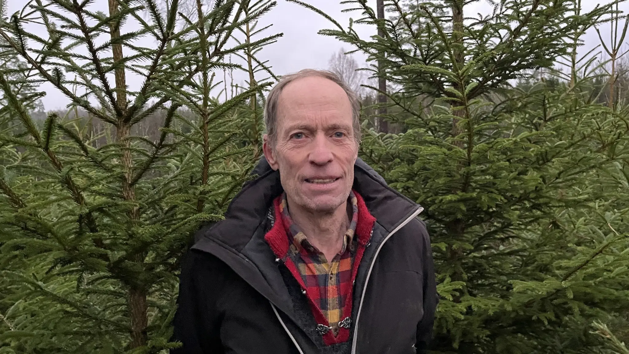 Jan Werner står framför en rad gröna julgranar på sin odling i Fristad utanför Borås, klädd i en rutig skjorta och jacka. Granarna är frodiga och upptar större delen av bakgrunden.