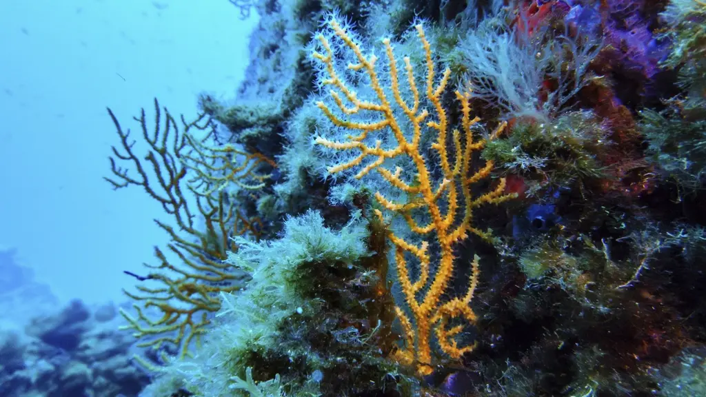 Det nya havsavtalet BBNJ träder i kraft efter decennier av förhandlingar. Det ska skydda havsområden på internationellt vatten mot exploatering.
