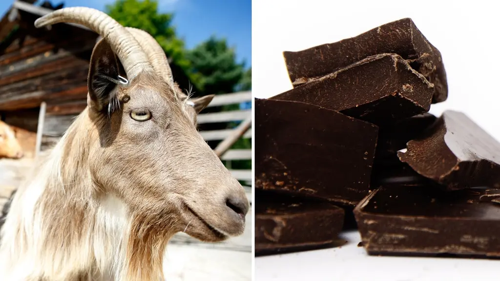 Bild på en get med horn i en lantlig miljö bredvid en hög med mörk chokladbitar. Chokladen innehöll den förbjudna ingrediensen Horny goat weed och beslagtogs i Hässleholm.
