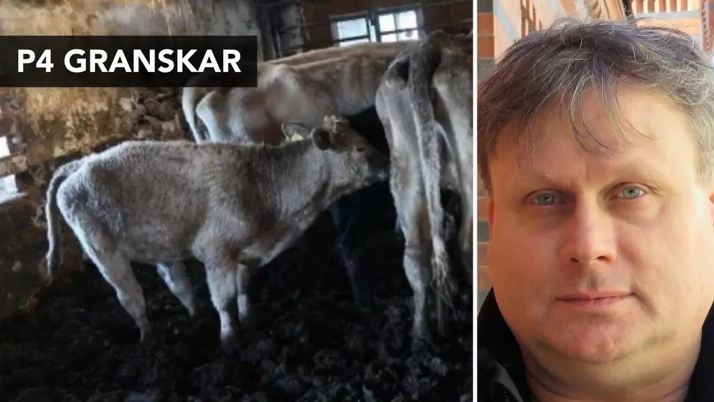 Kor i en smutsig ladugård under dåliga förhållanden, en situation som lyfts fram av World Animal Protection Sverige för att belysa djurvälfärdsproblem.