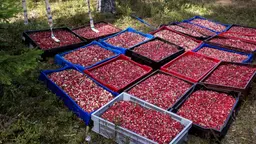 I Rovaniemi pågår en rättegång mot bärföretaget Polaricas före detta VD, som åtalas för grov människohandel.