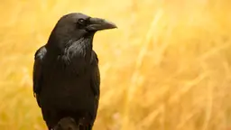 Programbild för Naturmorgon